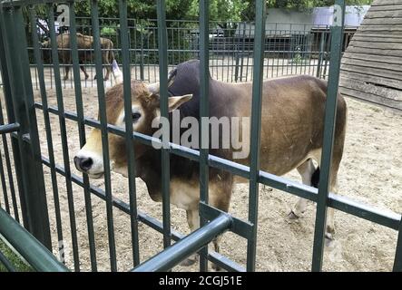 Zwerg Zebu hinter einem eisernen Zaun im Zoo, lateinischer Name: 'Bos taurus indicus'. Stockfoto