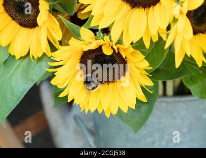 Gelb schwarz weiße Hummel mit Fell auf einer Sonnenblume sitzend, werden die Pflanzen in einem grauen Behälter, von Tag zu Tag gelagert Stockfoto