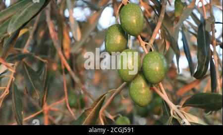Oliven auf den Zweigen der Olivenbaum Stockfoto