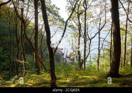 Coastal view through the tress near Josefinelust in Kullaberg, Sweden Stockfoto