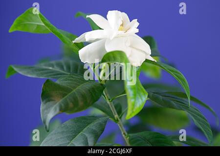 Weiße Gardenia Blume auf blauem Hintergrund Stockfoto