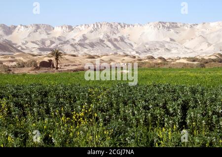 Ackerland am Rande des saharischen Dorfes al Qasr, in der Oase Dakhla, in der westlichen Wüste der Sahara, Ägypten. Stockfoto