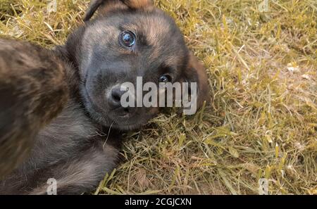 Lustige niedliche obdachlose Welpen Blick in die Kamera liegen auf die Gras Stockfoto