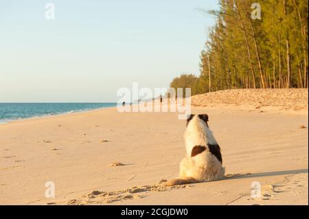 Rückansicht eines einheimischen weißen Hundes, der als Sonnenbad am Sommerstrand liegt. Provinz Phang Nga, Thailand. Stockfoto