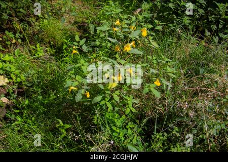 Berühren Sie mich nicht Balsam wächst im Wald, auch Impatiens noli tangere oder Grosses Springkraut genannt Stockfoto