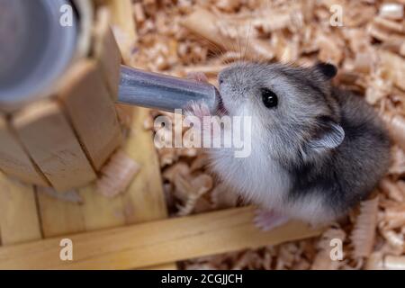 Campbell-Zwerghamster der Art Phodopus campbelli Stockfoto