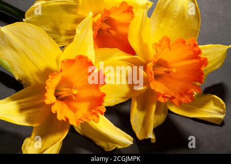 narcissus Haufen auf schwarzem Hintergrund Stockfoto