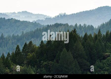 Rolling Forest - Armstrong Woods State Natural Reserve, Kalifornien, USA Stockfoto