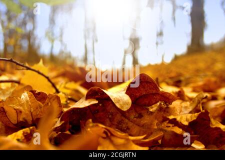 Herbst schöne Landschaft mit trocken gefallenen gelb orange braunen Blättern auf sonnigen Waldgrund. Farbenprächtiges Blattgold im Park. Blatt natürlicher Rücken Stockfoto