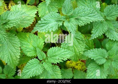 Textur von Brennnesselpflanzen. Urtica dioica, Brennnessel, Brennnessel, Brennnessel Blatt. Grün Natur horizontaler Hintergrund. Nahaufnahme. Draufsicht. Stockfoto