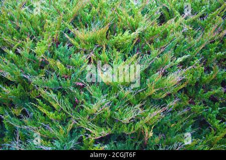 Weihnachten Natur grün horizontalen Hintergrund. Juniper Busch Pflanze Textur. Immergrüne Wacholderzweige wachsen im Park. Stockfoto