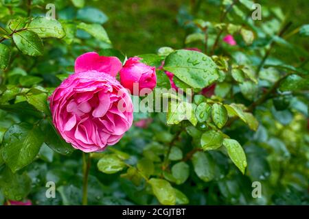 Pfingstrose auf grünem Hintergrund im Garten. Sommer und Frühling Fantasie Blume Hintergrund. Breitformat, freier Platz für Design. Blumenhintergrund con Stockfoto
