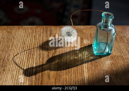 Getrockneter Löwenzahn in einer kleinen grünen Glasflasche auf einem Holztisch neben einer dunkelblauen Wand Stockfoto