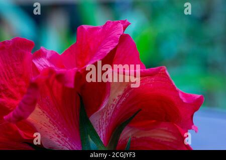 Makro abstrakte Kunst Textur Hintergrundansicht einer schönen Single Doppelte Hibiskusblüte Unterseite mit auffälligen Rüschen rot und weiß Blütenblätter farbig Stockfoto