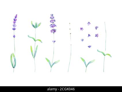 Lavendel Blüten Blätter Pflanzen lila grün Aquarell auf weißem Hintergrund isoliert gesetzt. Aquarell handgezeichnete botanische Illustration. Elemente für i Stock Vektor