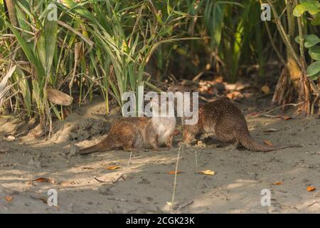 Erwachsene weibliche und subadulte asiatische kleine Krallenotter sonnen sich in der Wintersonne auf dem Schlammflat im Sundarban National Park, West Bengal, Indien Stockfoto