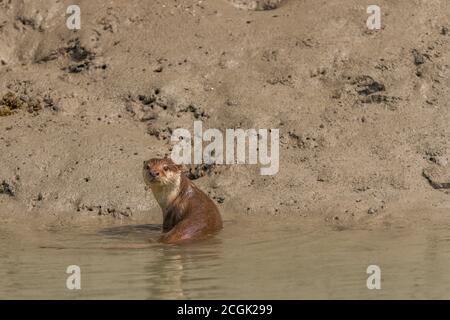 Erwachsene männliche asiatische Kleinklatschotter nimmt eine kurze Pause nach einem Jagdversuch während eines Winterhalbtags im Sundarban National Park, West Bengal, Indien Stockfoto