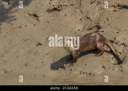 Erwachsener männlicher asiatischer Kleinklatschotter starrt an einem Wintermitteltag im Sundarban National Park, West Bengal, Indien Stockfoto