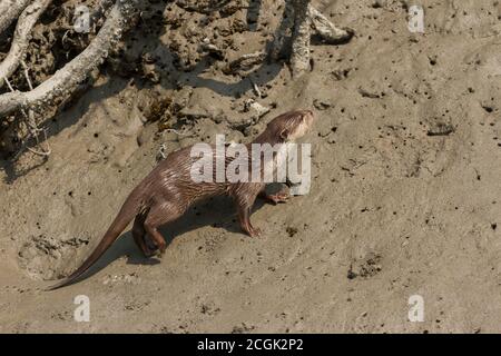 Erwachsener männlicher asiatischer Kleinklatschotter, der während eines Winterhalbtags im Sundarban National Park, West Bengal, Indien, eine Mudbank in hellem Sonnenlicht hochklettert Stockfoto