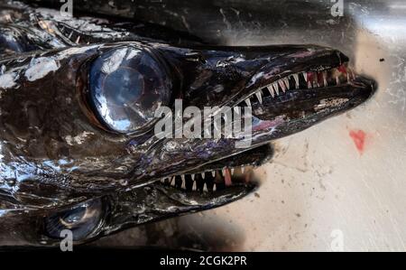 Espada (Scheidenfisch) zum Verkauf auf dem Fischmarkt in Funchal, Madeira Stockfoto