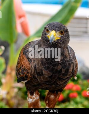 Weibliche Harris Hawk - Detail Stockfoto