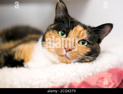 Eine Calico Kurzhaarkatze mit grünen Augen, die auf einem entspannen Katzenbett und Blick auf die Kamera Stockfoto