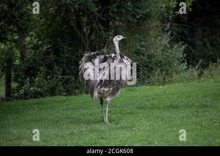 American Rhea, Rhea Americana, weiblich auf Gras stehen Stockfoto