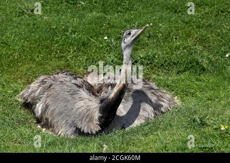 American Rhea, Rhea Americana, Female Standing on Nest Stockfoto