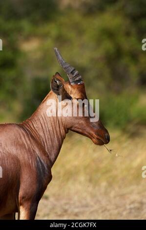 Topi, Damaliscus Korrigum, Erwachsenen in Masai Mara Park, Kenia Stockfoto