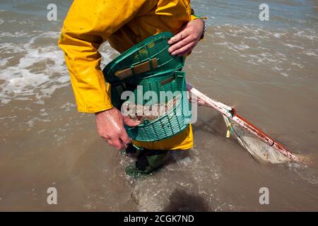 Moules Marinieres ( Muscheln ) , Küstengebiet der Bretagne, Frankreich. Stockfoto