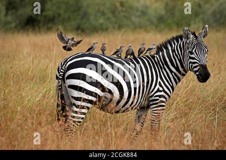 Burchell Zebra, Equus Burchelli, Erwachsene mit Wattled Starling auf dem Rücken, Creatophora Cinerea, Masai Mara-Park in Kenia Stockfoto