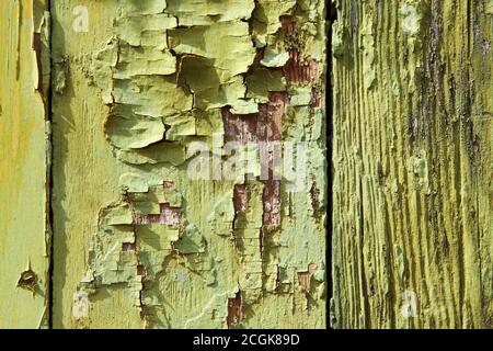 Hellgrün und Chartreuse alte abblätternde Farbe auf der Holzverkleidung aus Klapptafel. Texturierter Hintergrund. Stockfoto