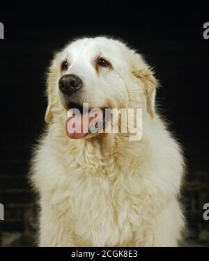 Polnische Tatra Sheepdog, Porträt von Erwachsenen gegen schwarzen Hintergrund Stockfoto