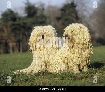 Ungarischer Puli Hund, Erwachsene sitzen auf Rasen Stockfoto