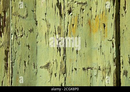 Hellgrün und Chartreuse alte abblätternde Farbe auf der Holzverkleidung aus Klapptafel. Texturierter Hintergrund. Stockfoto