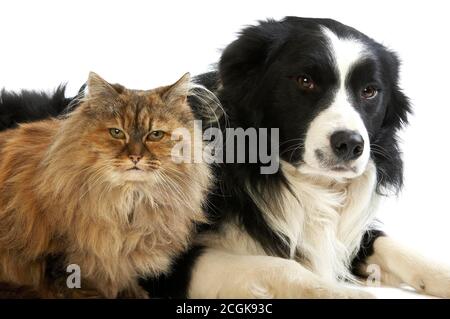 Border Collie Rüde mit Schildpatt persische Frau, Hund und Katze-Verlegung vor weißem Hintergrund Stockfoto