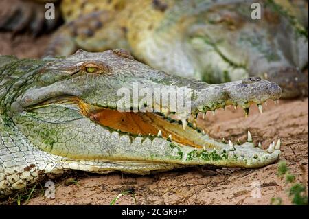 Orinoco Krokodil Crocodylus Intermedius, Kopf der Erwachsenen mit offenem Mund, Los Lianos in Venezuela Stockfoto