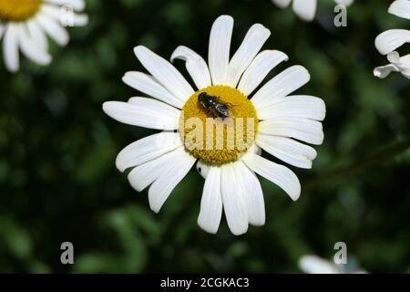 Schöne Nahaufnahme Blütenkopf einer sonnenbeschienenen Ochsenauge Gänseblümchen oder Hund Gänseblümchen von oben in einem Garten mit einer Fliege Darauf sitzen Stockfoto