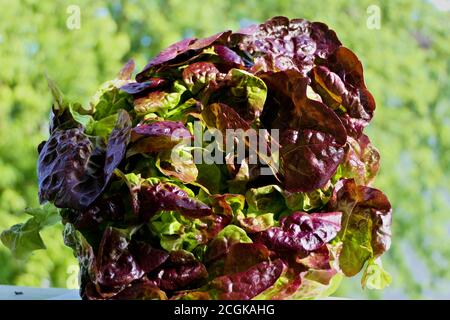 Closeup-Salat - rot gewellter Salat im Freien in natürlichem Sonnenlicht Stockfoto