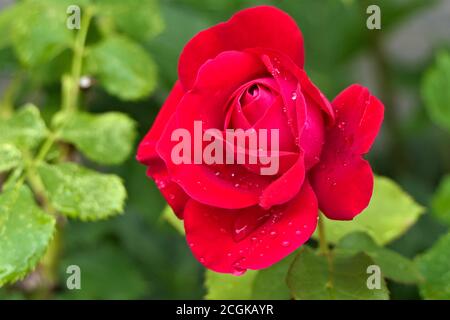 Nahaufnahme offene rote Rose mit Tau oder Wassertropfen und Grüne Blätter im Hintergrund Stockfoto
