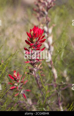 Rote Blüte, Desert Paintbrush, Castilleja Chromosa, Orobanchaceae, einheimische hemiparasitäre Staude, Joshua Tree National Park, South Mojave Desert. Stockfoto