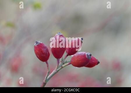 Nahaufnahme von vereisten roten Beeren auf einem Zweig auf einem Frostiger Wintertag Stockfoto