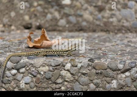 Nahaufnahme podarcis muralis oder gemeine Mauereidechse auf einem Stein Treppe von der Seite Stockfoto