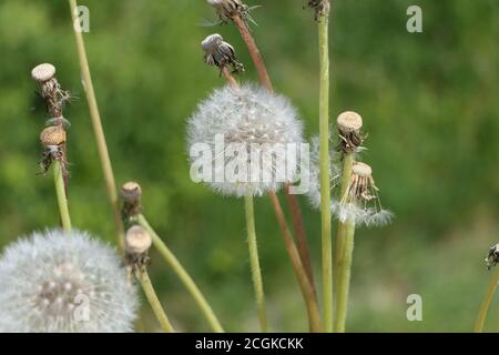 Nahaufnahme Löwenzahn Köpfe auf einer grünen Wiese im Frühjahr Stockfoto