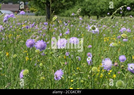 Fröhliche Wiese mit Kornblumen oder Junggesellenknopf Stockfoto