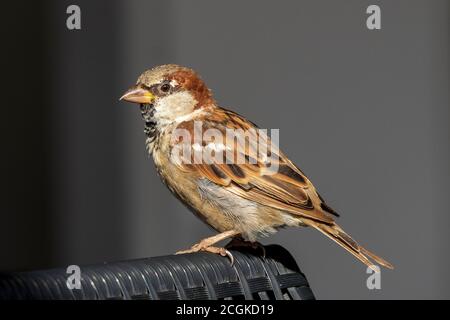 Haus Sparrow Passer domesticus Costa Ballena Cadiz Spanien Stockfoto
