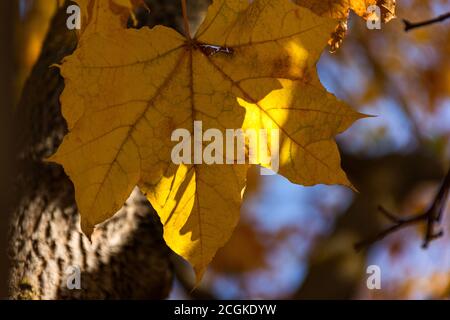 Gelbes Ahornblatt aus der Nähe. Ein gelbes Blatt hängt an einem Baum im Park. Symbol des Goldenen Herbstes. Heller natürlicher Herbsthintergrund. Die Venen der Stockfoto