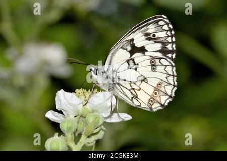 Isolierte Melanargia galathea, das marmorierte Weiß, fotografiert auf wilder weißer Blume vor einem natürlichen Hintergrund. Stockfoto