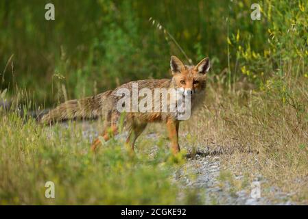 Telezoom-Fotografie eines wilden Fuchses in den Wäldern des ligurischen Apennins Absicht, mich zu beobachten. Stockfoto