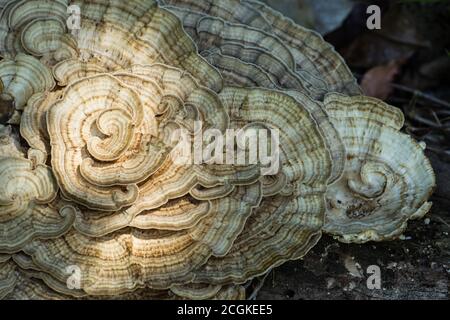 Ein großer Putenschwanzpilz, Gattung Trameten, wächst auf einem verfaulenden Baumstamm im feuchten Regenwald des Manuel Antonio National Park in Costa Rica. Stockfoto